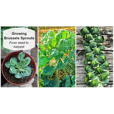 Growing-Brussels Sprouts Seed - Deep Green image