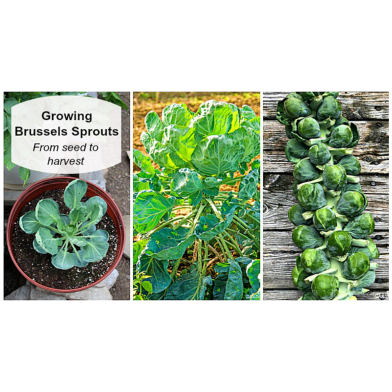 Growing-Brussels Sprouts Seed - Deep Green image