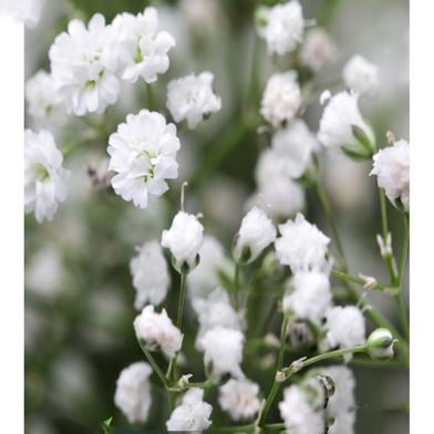 Gypsophila Paniculata White Seed image