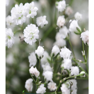 Gypsophila Paniculata White Seed image