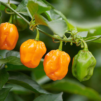 Habanero Chili Seeds Re-Pack - 5Pcs image