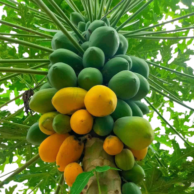 Hajari Papaya Seeds Hybrid image