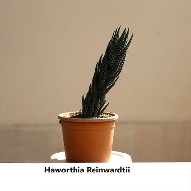 Brikkho Hat Haworthia Reinwardtii image