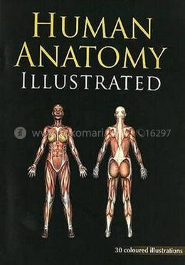Human Anatomy Illustrated : 1 image