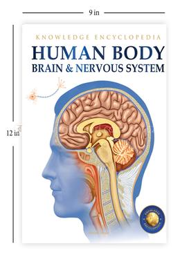 Human Body - Brain And Nervous System image