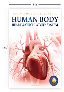 Human Body - Heart And Circulatory System image