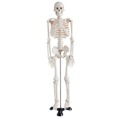 Human Skeleton Model for Anatomy Student image