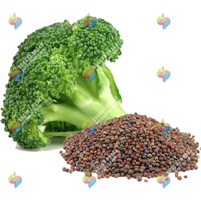 Hybrid Broccoli Seeds 10 Pcs Re-Pack (JAPAN) image