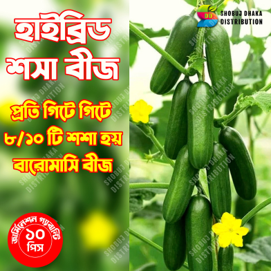 Hybrid Cucumber Seeds Sosha 10pcs image