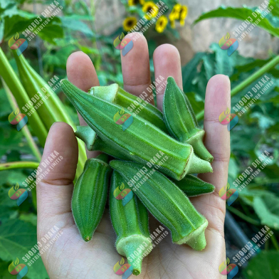 Hybrid Dherosh (Okra) Seeds Imported image