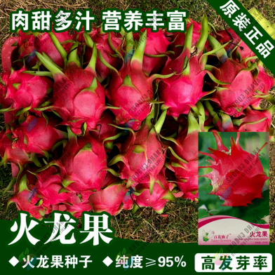 Hybrid Dragon Fruit Seeds - 10pcs image