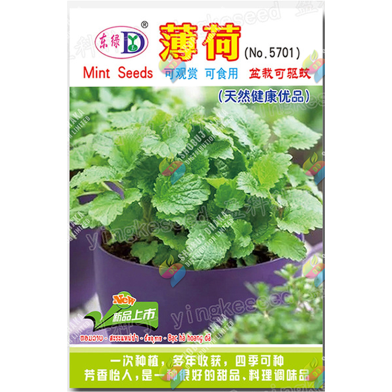 Hybrid F1 Pudina Seeds Intact Pack 5gm image