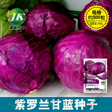 Hybrid Red Cabbage - 50 Plus Seeds image