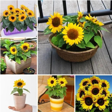 Hybrid TNAU SUF-7 Global Sunflower Bonsai Seeds image