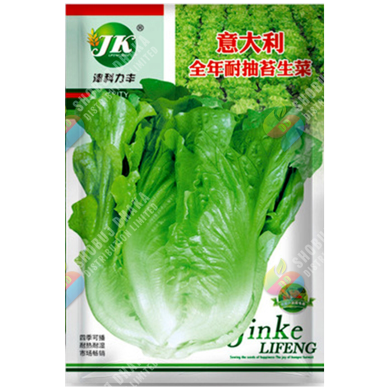 Hybrid Winter Lettuce Imported From China Intact Pack 500 Seeds image