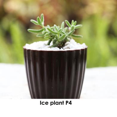 Brikkho Hat Ice Plant / Pickle Plant image