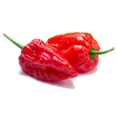 Imported Hot Naga Chili Seeds Re-Pack - 1gm image