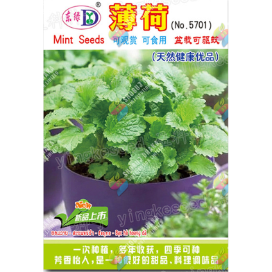 Imported Pudina Mint Seeds Intact Pack - 5gm image