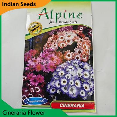 Indian Flower Seeds in Bangladesh- Cineraria Flower image