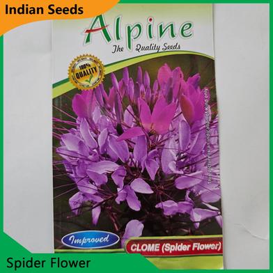 Indian Flower Seeds in Bangladesh- Spider Flower image