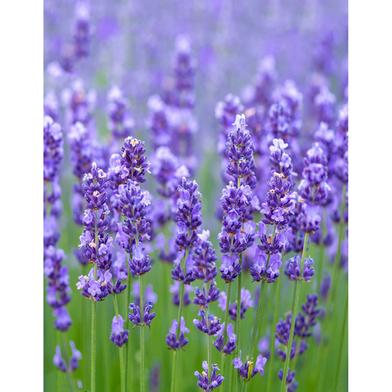 Lavender Seed image