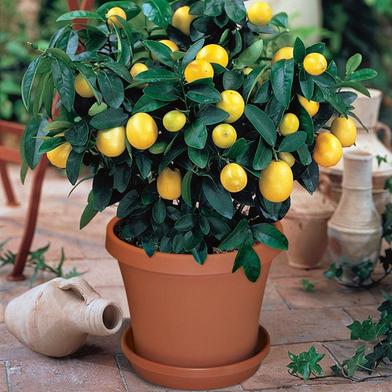 Lemon Seeds image