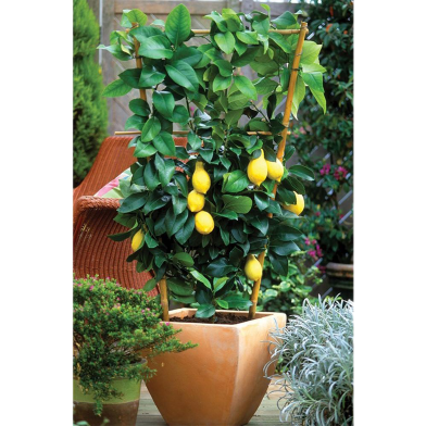 Lemon Seeds image