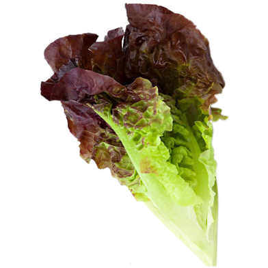 Lettuce Green Seed image