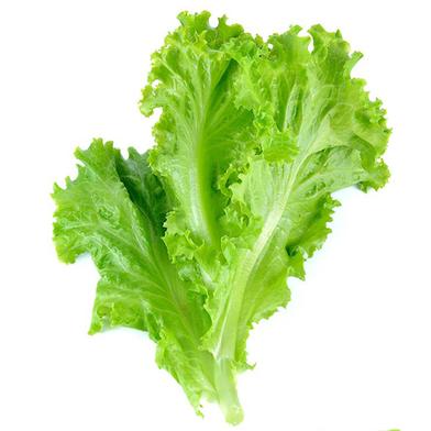 Lettuce Seed image