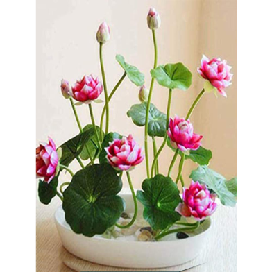 Lotus Seed image