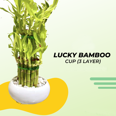 Lucky Bamboo 2 Layer (Cup Shape Pot) image