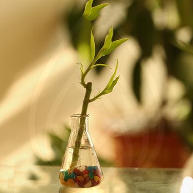 Brikkho Hat Lucky Bamboo in conical jar image