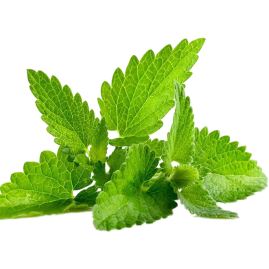 Mint Seed image