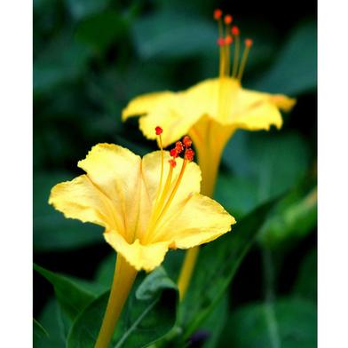 Mirabilis Flower Seed image