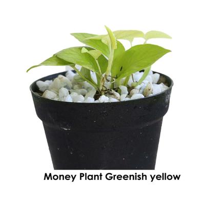 Brikkho Hat Money Plant Greenish Yellow image