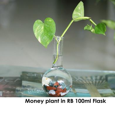Brikkho Hat Money Plant in RB 100 ml flask image