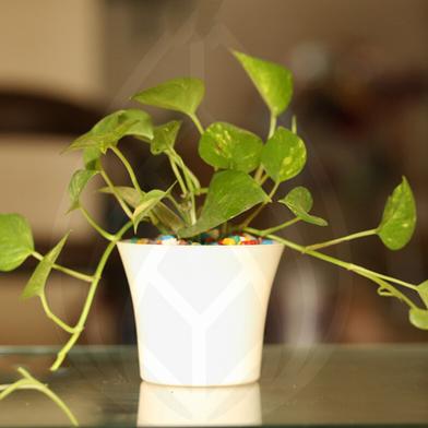 Brikkho Hat Money plant image