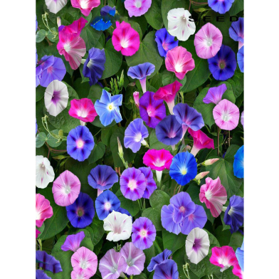 Morning Glory Seed image