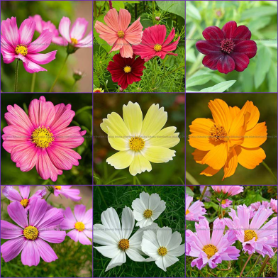Multicolor Cosmos Flower Seeds Re-Pack - 0.1gm image