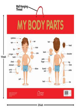 My Body Parts - Early Learning Educational Posters For Children