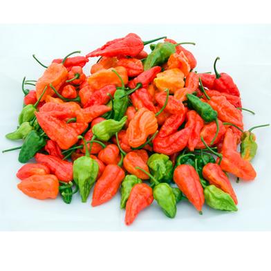 Naga Chilli ‍Short Seed image