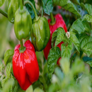 Naga chilli Seed image