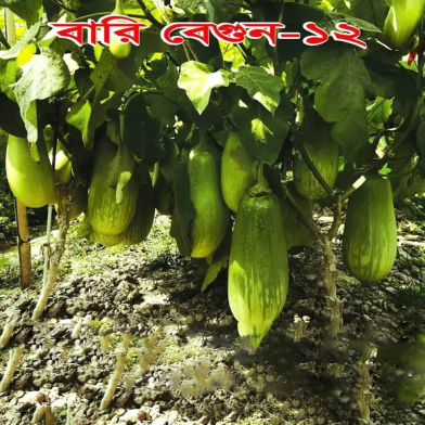 Naomi Seed Bari Brinjal 5 gm image