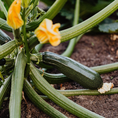Naomi Seed Squash Blossom House - 5 gm image