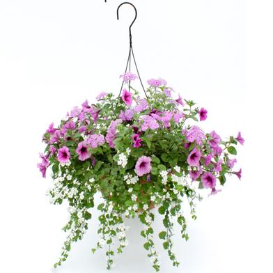 Nemesia Seed image