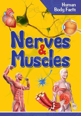 Nerves And Muscles