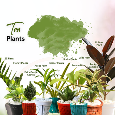 Brikkho Hat New Home Indoor Pack-1 (10 Plants) (Red Rubber Plant ZZ, Green Spider Plant, Snake Green Jade Plant, Fairy Castle Cactus, Areca Palm, Money Plants, Lucky Bamboo, Lemon Lime Philodendron) image