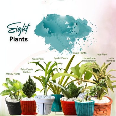 Brikkho Hat New Home Indoor Pack -2 (8 Plants) (Spider Plant, Snake Green, Jade Plant, Fairy Castle Cactus, Areca Palm, Money Plants, Lucky Bamboo, Lemon Lime Philodendron) image