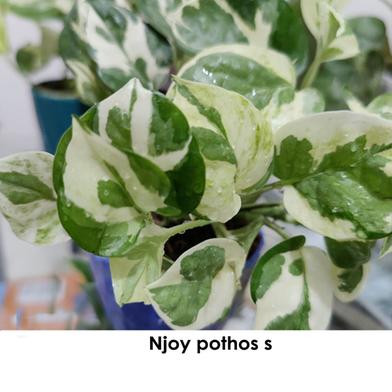 Brikkho Hat Njoy pothos / White money plant image