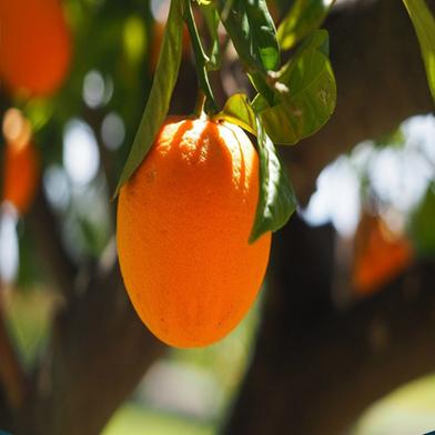 Orange Seed image